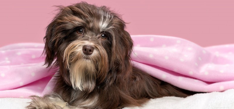 Do Dogs Pretend to Sleep? Unveiling Canine Rest Behaviors