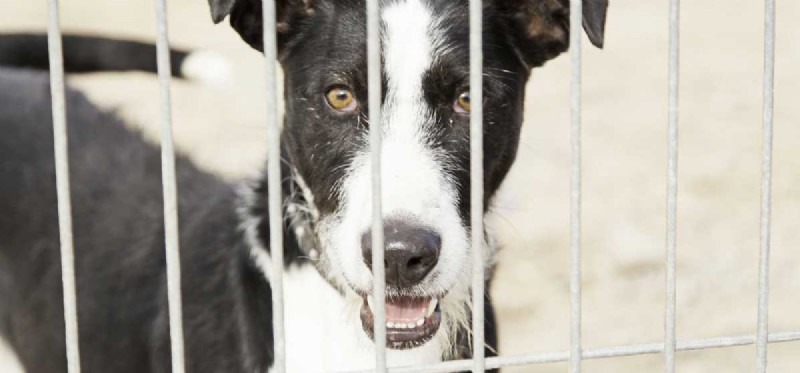 Can Dogs Truly Feel Abandoned? Exploring Their Emotional World