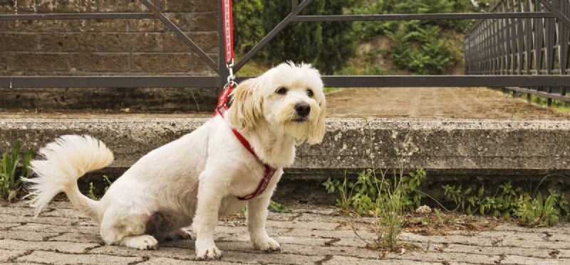 Can Dogs Truly Feel Abandoned? Exploring Their Emotional World