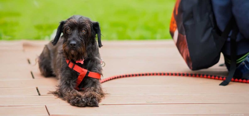 Can Dogs Truly Feel Abandoned? Exploring Their Emotional World