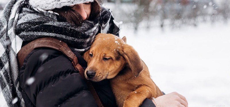 Do Dogs Truly Feel Acceptance?