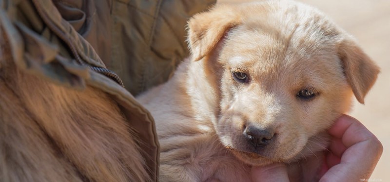 Do Dogs Truly Feel Acceptance?