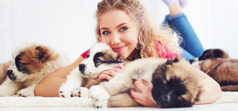 Do Dogs Experience Admiration? Exploring Their Emotional Insight
