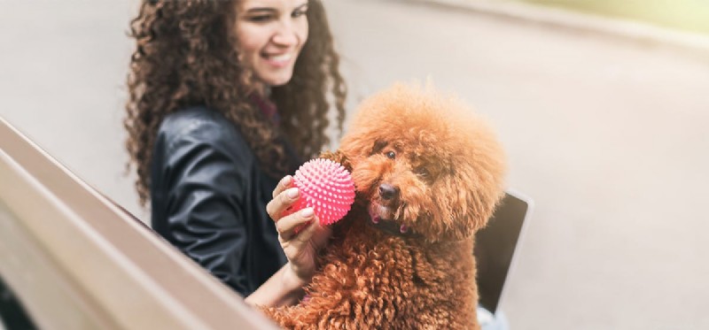 Do Dogs Experience Admiration? Exploring Their Emotional Insight
