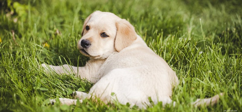 Can Dogs Detect Alarms? Exploring Their Heightened Senses