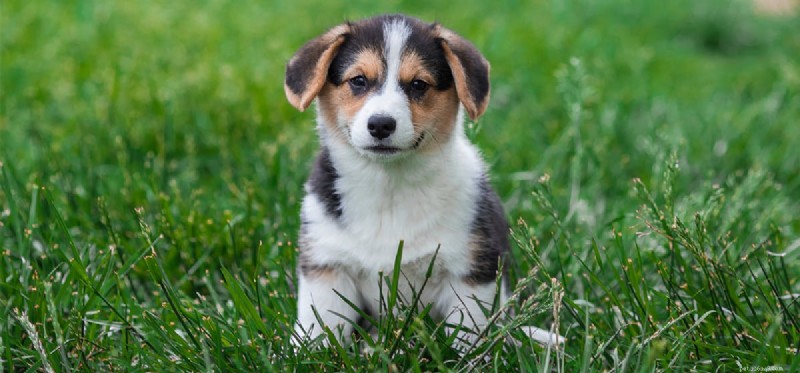 Can Dogs Detect Alarms? Exploring Their Heightened Senses
