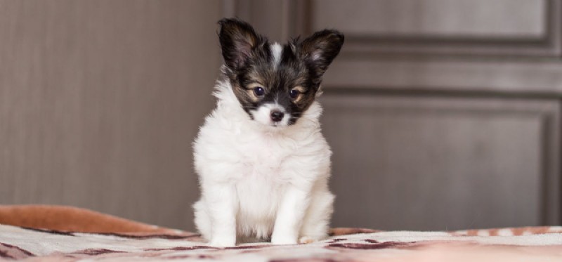 Can Dogs Detect Alarms? Exploring Their Heightened Senses
