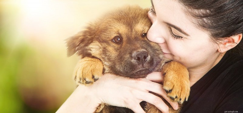 Do Dogs Experience Apathy? Understanding Their Emotional Needs