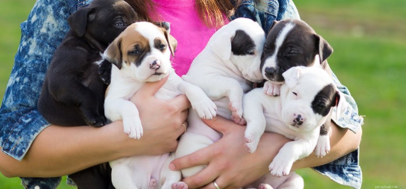 Do Dogs Experience Apathy? Understanding Their Emotional Needs