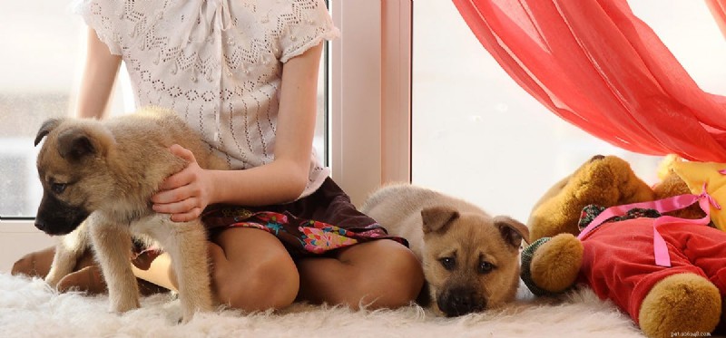 Do Dogs Experience Apathy? Understanding Their Emotional Needs