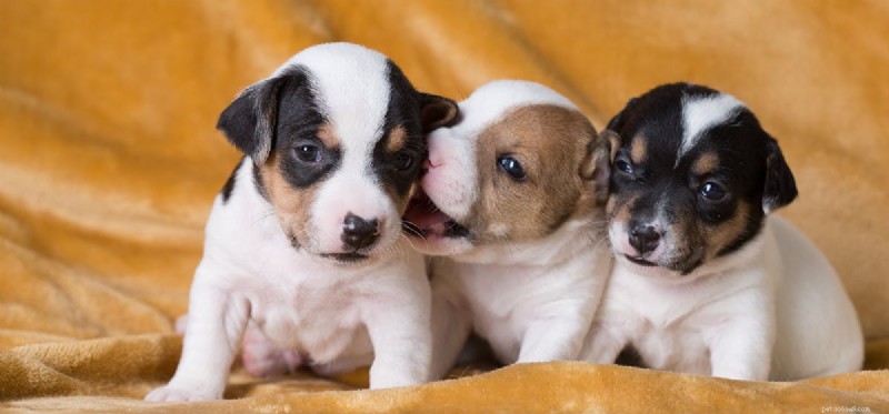 Do Dogs Experience Apathy? Understanding Their Emotional Needs