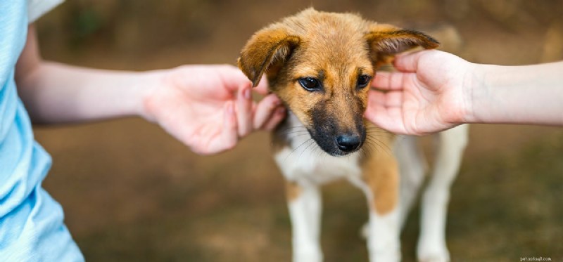 Do Dogs Experience Appreciation? Understanding Their Emotional Connection