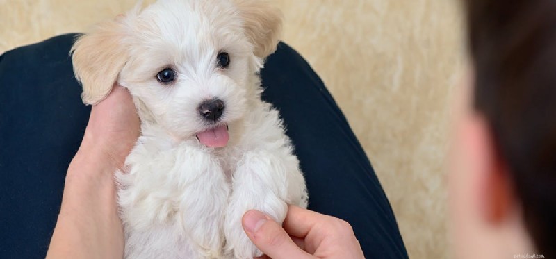 Do Dogs Experience Appreciation? Understanding Their Emotional Connection