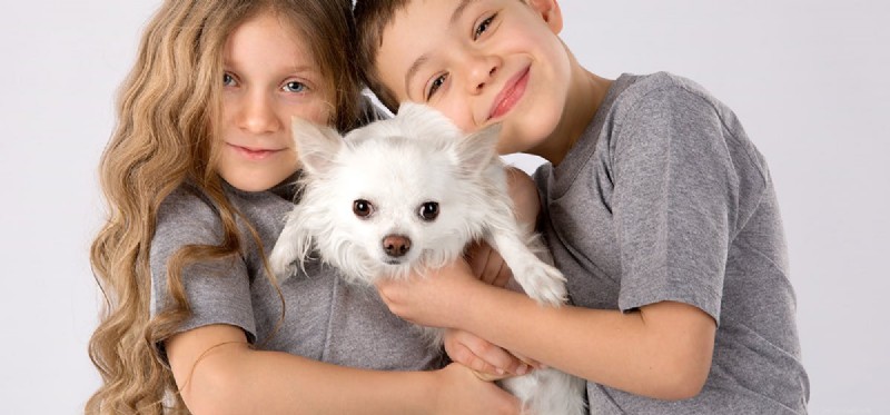 Do Dogs Experience Appreciation? Understanding Their Emotional Connection