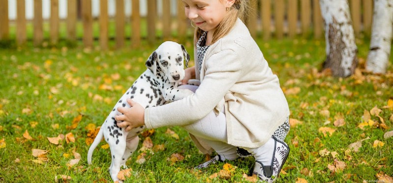 Do Dogs Experience Appreciation? Understanding Their Emotional Connection