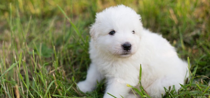 Do Dogs Experience Awe? Insights Into Canine Curiosity and Wonder