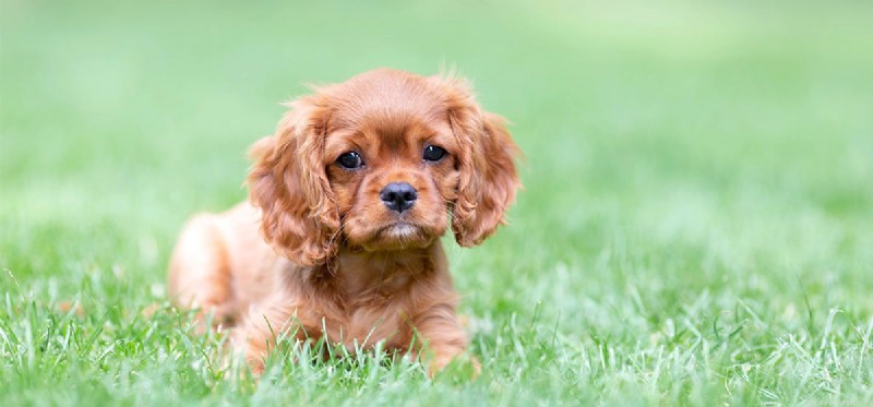 Do Dogs Experience Awe? Insights Into Canine Curiosity and Wonder