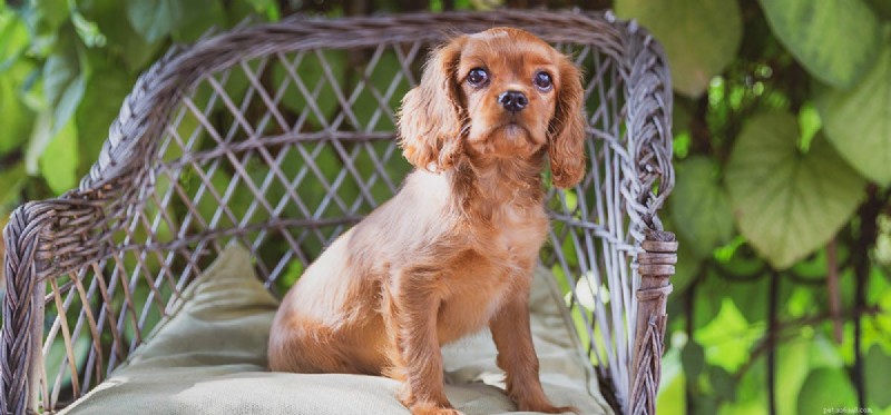 Do Dogs Experience Awe? Insights Into Canine Curiosity and Wonder