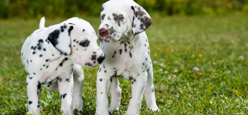 Do Dogs Experience Awkwardness? Exploring Pet Emotional Awareness