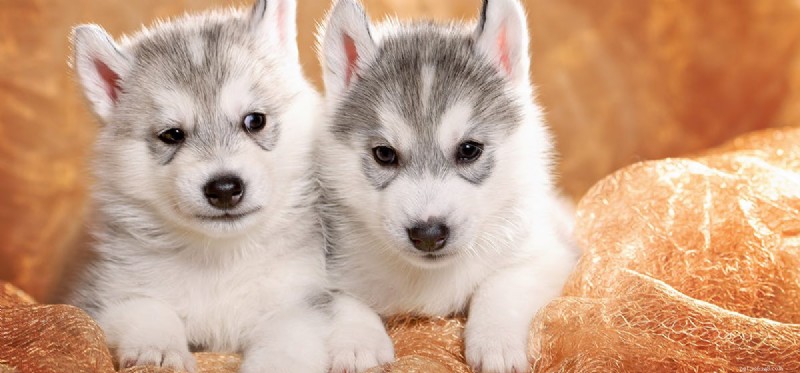 Do Dogs Experience Awkwardness? Exploring Pet Emotional Awareness