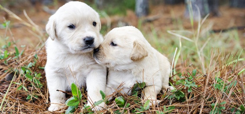 Do Dogs Experience Awkwardness? Exploring Pet Emotional Awareness