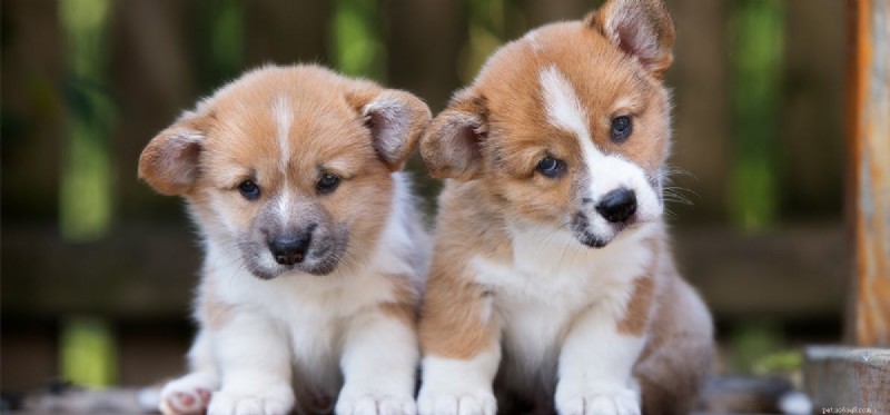 Do Dogs Experience Awkwardness? Exploring Pet Emotional Awareness