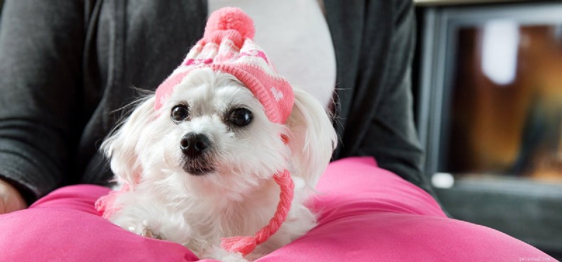 Can Dogs Experience Bitterness? A Scientific Look at Canine Emotions