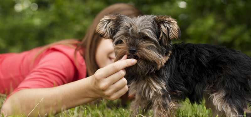 Can Dogs Truly Experience Care? Insights into Their Emotional World