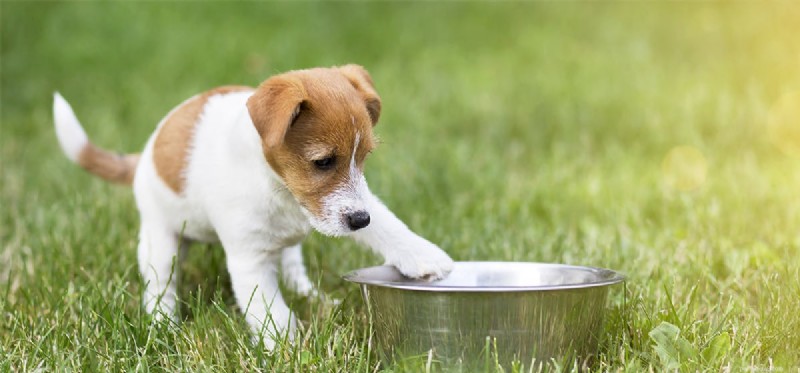Do Dogs Experience Cold? Understanding Their Sensitivity to Low Temperatures