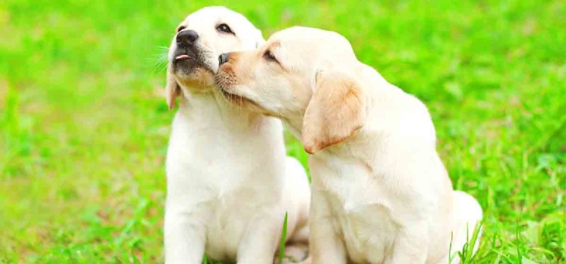Do Dogs Experience Cold? Understanding Their Sensitivity to Low Temperatures