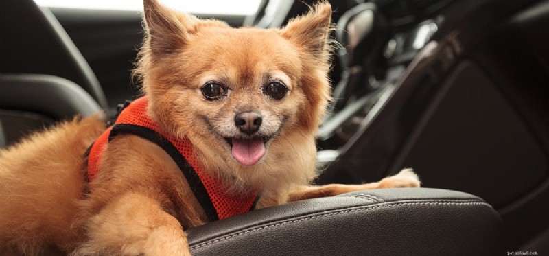Do Dogs Experience Cold? Understanding Their Sensitivity to Low Temperatures