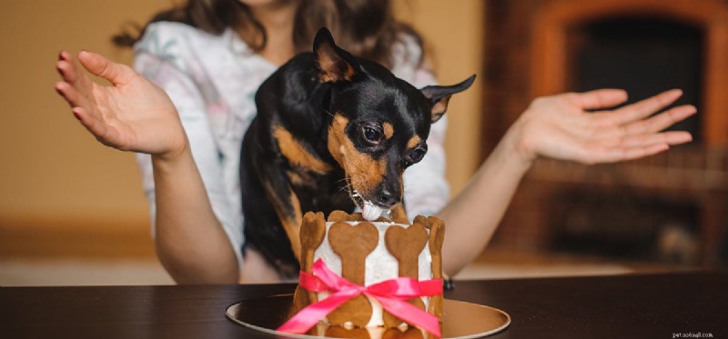 Do Dogs Experience Cold? Understanding Their Sensitivity to Low Temperatures