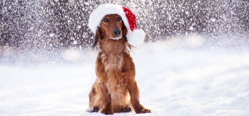 Do Dogs Experience Cold Weather? Tips to Keep Your Pup Warm & Healthy