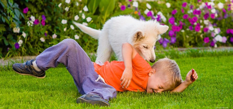 Do Dogs Experience Emotional Closeness?