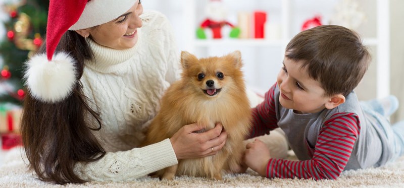 Do Dogs Experience Emotional Closeness?