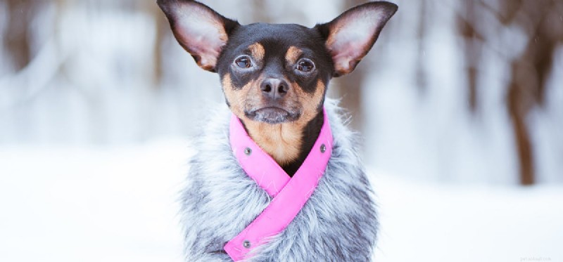 Do Dogs Experience Cold Weather? Tips to Keep Your Pup Warm & Healthy