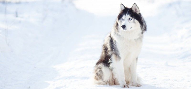 Do Dogs Experience Cold Weather? Tips to Keep Your Pup Warm & Healthy