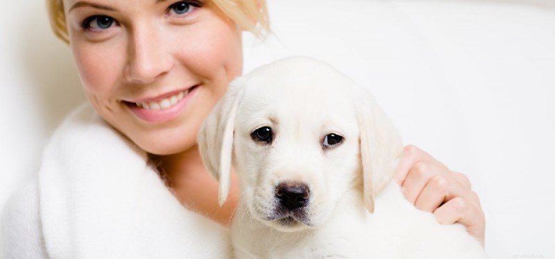 Do Dogs Truly Feel Compassion? New Study Reveals the Truth