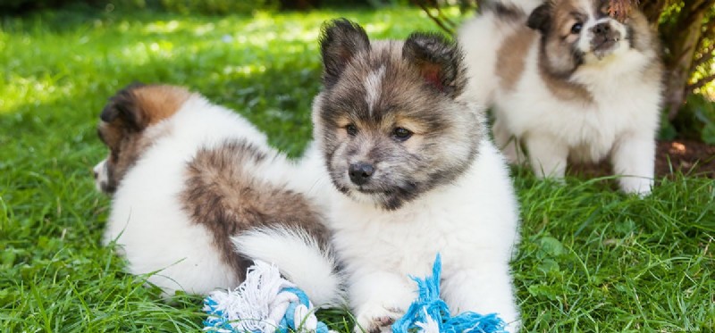 Do Dogs Experience Competition? Understanding Their Competitive Instincts