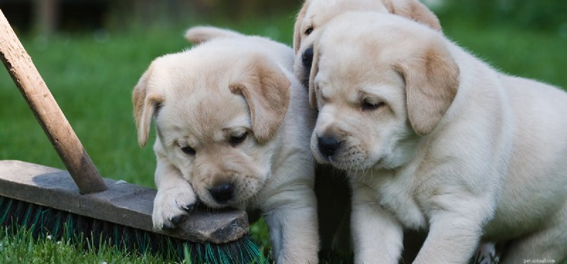 Do Dogs Experience Competition? Understanding Their Competitive Instincts