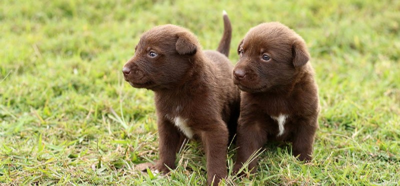 Do Dogs Experience Competition? Understanding Their Competitive Instincts