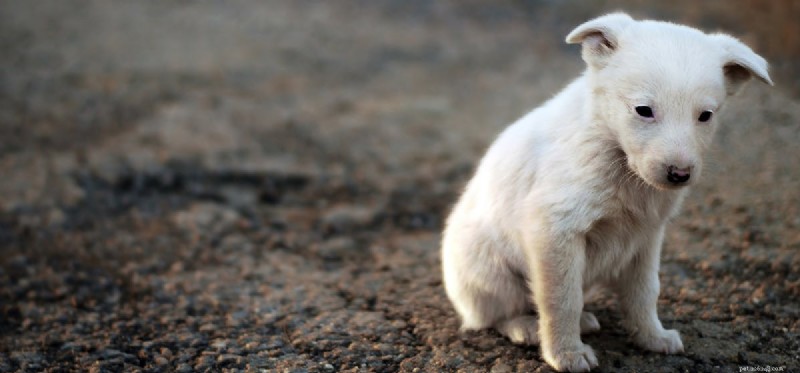 Can Dogs Truly Feel Concern? Exploring Their Empathy