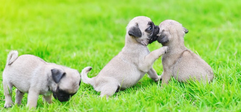 Do Dogs Experience Competition? Understanding Their Competitive Instincts