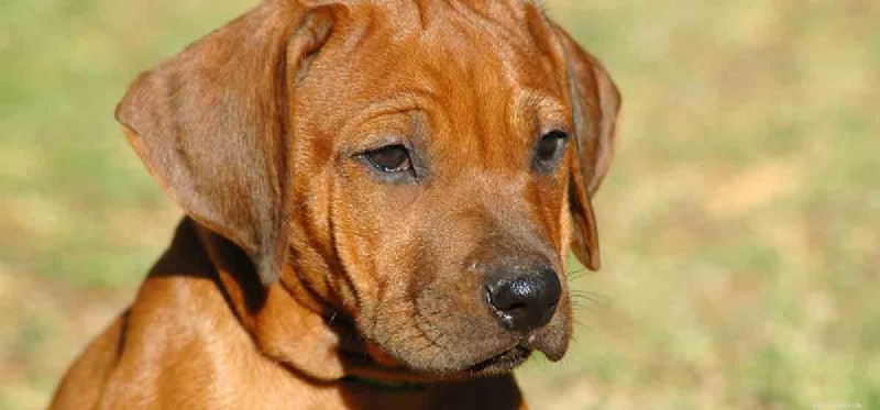 Can Dogs Truly Feel Concern? Exploring Their Empathy