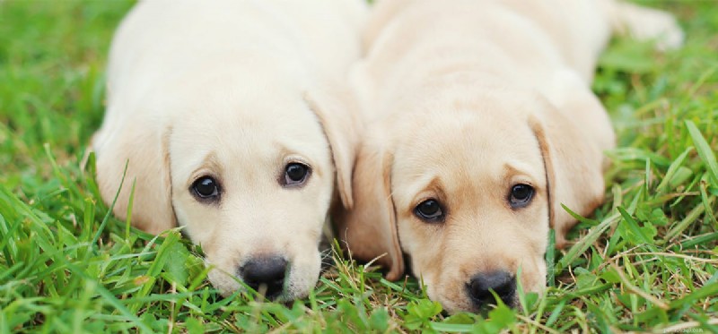 Can Dogs Truly Feel Concern? Exploring Their Empathy