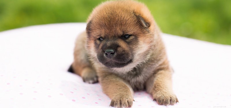 Can Dogs Truly Feel Concern? Exploring Their Empathy