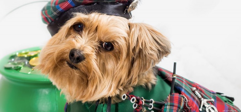 Do Dogs Experience Confusion? Understanding Their Emotional Landscape