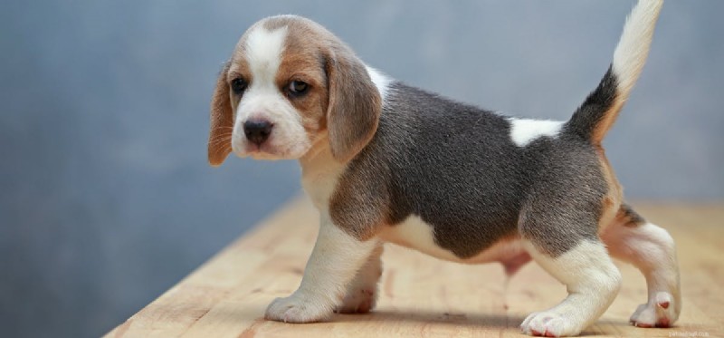 Do Dogs Experience Confusion? Understanding Their Emotional Landscape