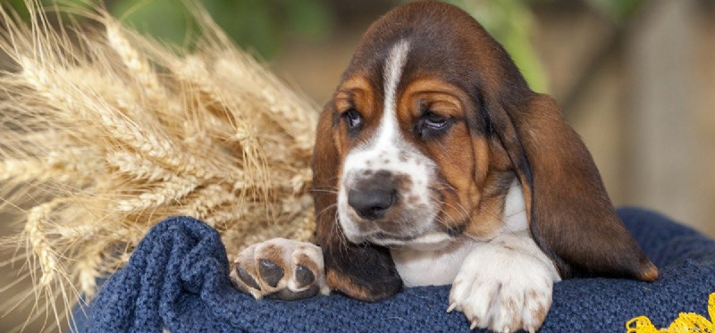 Do Dogs Experience Dejection? Exploring Their Emotional Capacity