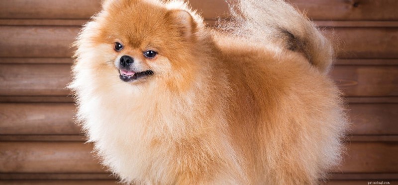 Do Dogs Experience Curiosity? Understanding Their Curious Nature